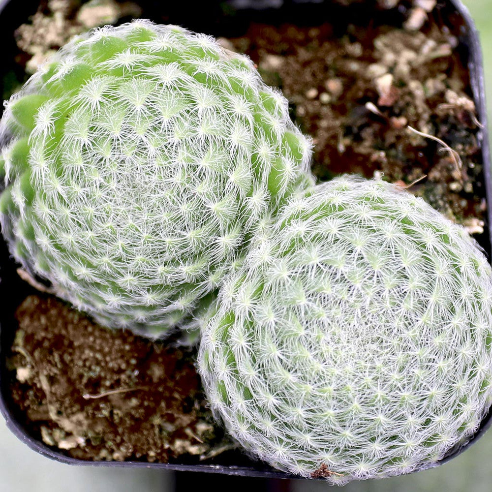 Sempervivum ciliosum (borisii)