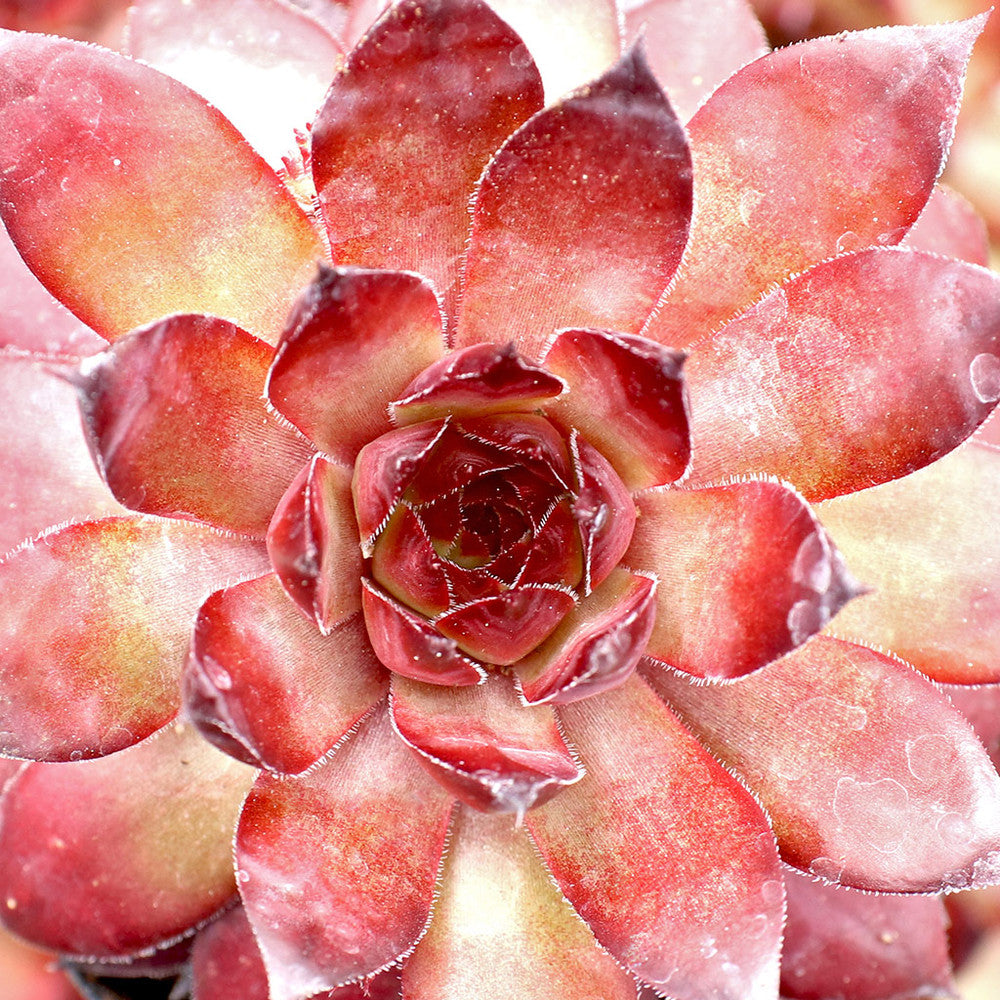 Sempervivum 'Bronco'