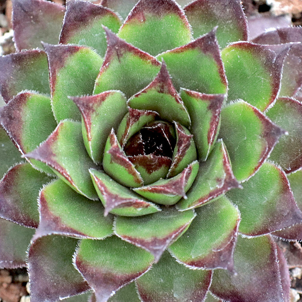 Sempervivum 'Bronco'