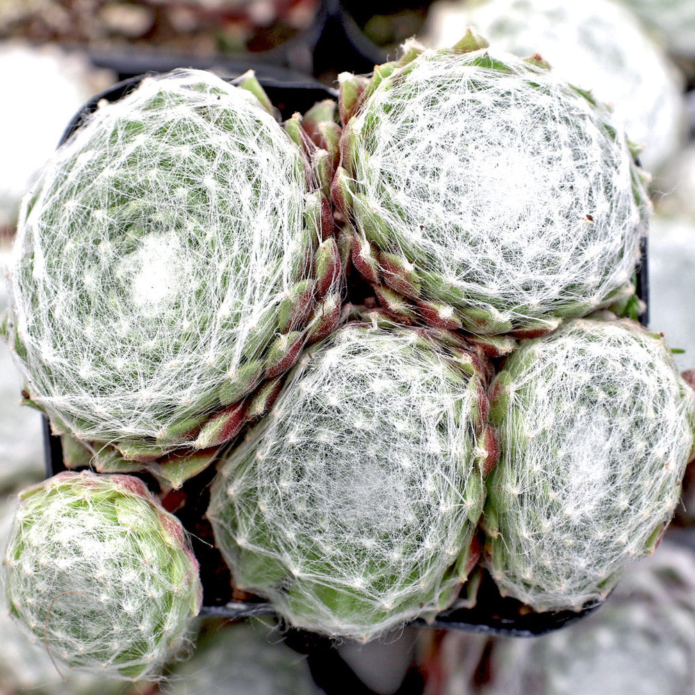 Sempervivum arachnoideum ssp. tomentosum f/ Gorges de Daluis