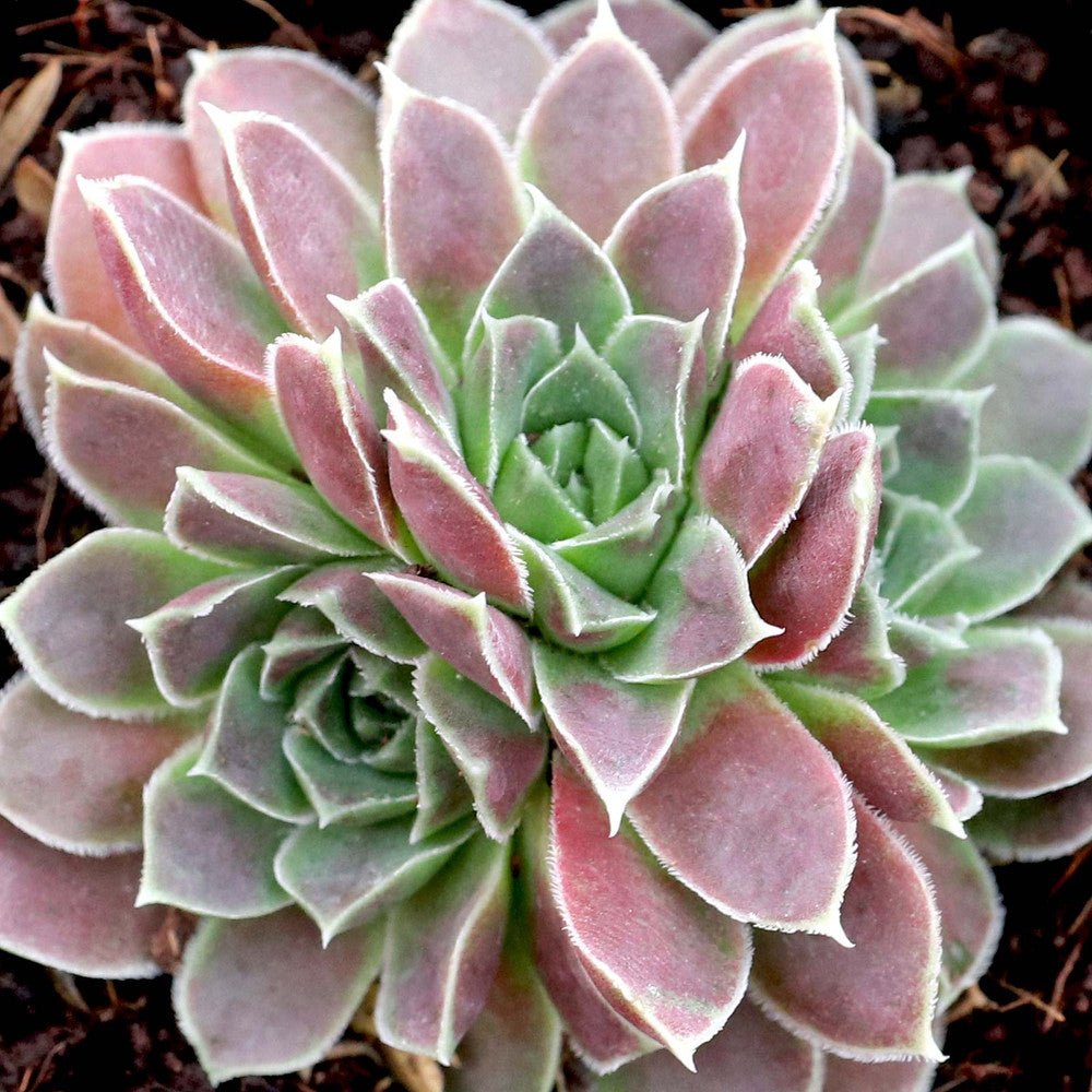 Sempervivum heuffelii 'Beacon Hill'