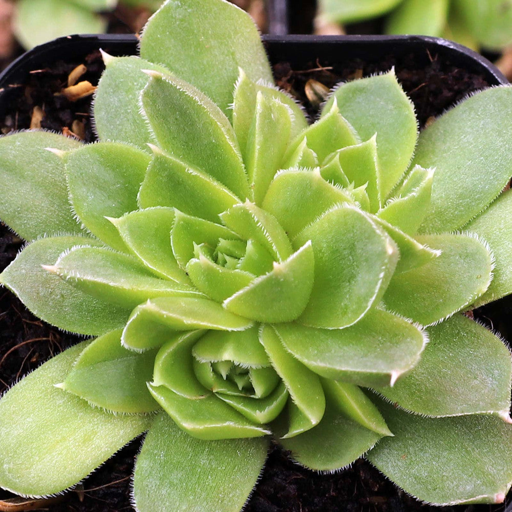 Sempervivum heuffelii 'Gold Bug'