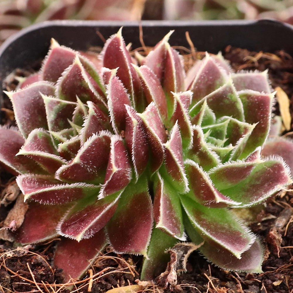 Sempervivum heuffelii 'Irene' [exclusive]