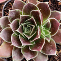 Sempervivum heuffelii 'Irene' [exclusive]