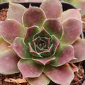 Sempervivum heuffelii 'Mystique'