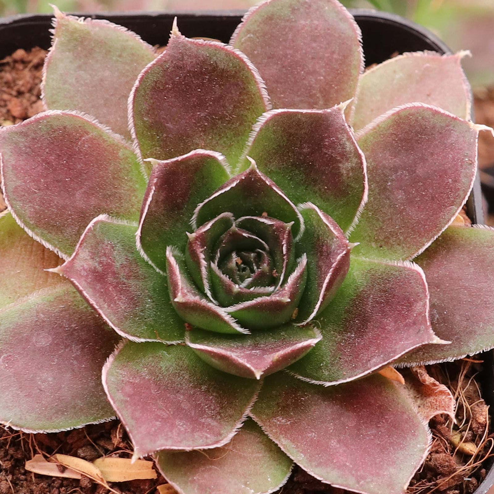 Sempervivum heuffelii 'Mystique'