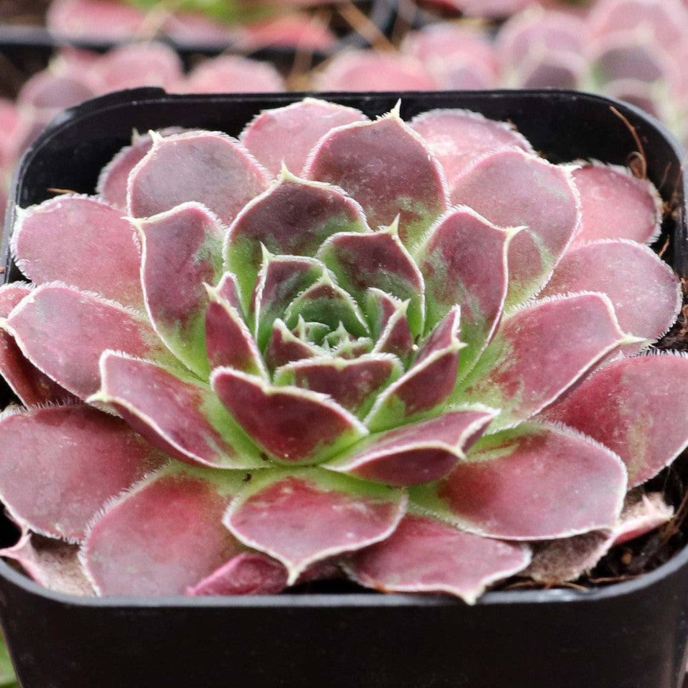 Sempervivum heuffelii 'Orion' [exclusive]