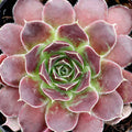 Sempervivum heuffelii 'Orion' [exclusive]