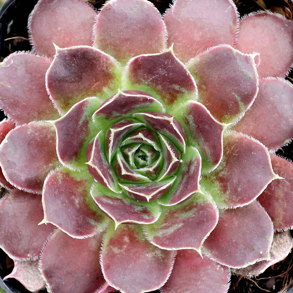 Sempervivum heuffelii 'Orion' [exclusive]