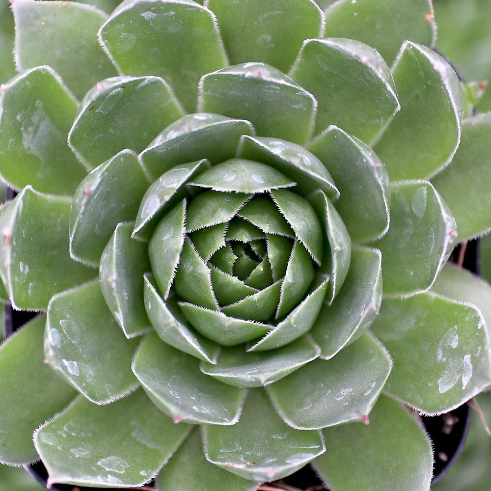 Sempervivum 'Hopewell'