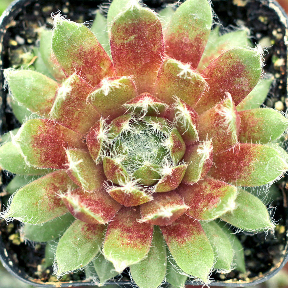 Sempervivum 'Jade Rose'