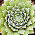 Sempervivum 'Jade Rose'
