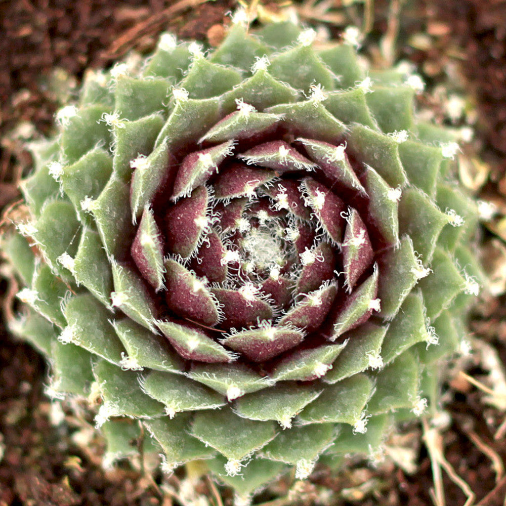 Sempervivum 'Jade Rose'