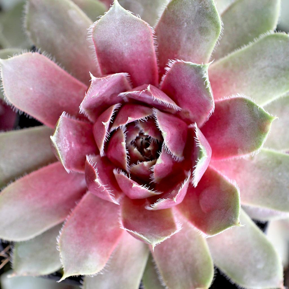 Sempervivum 'Lavender and Old Lace'