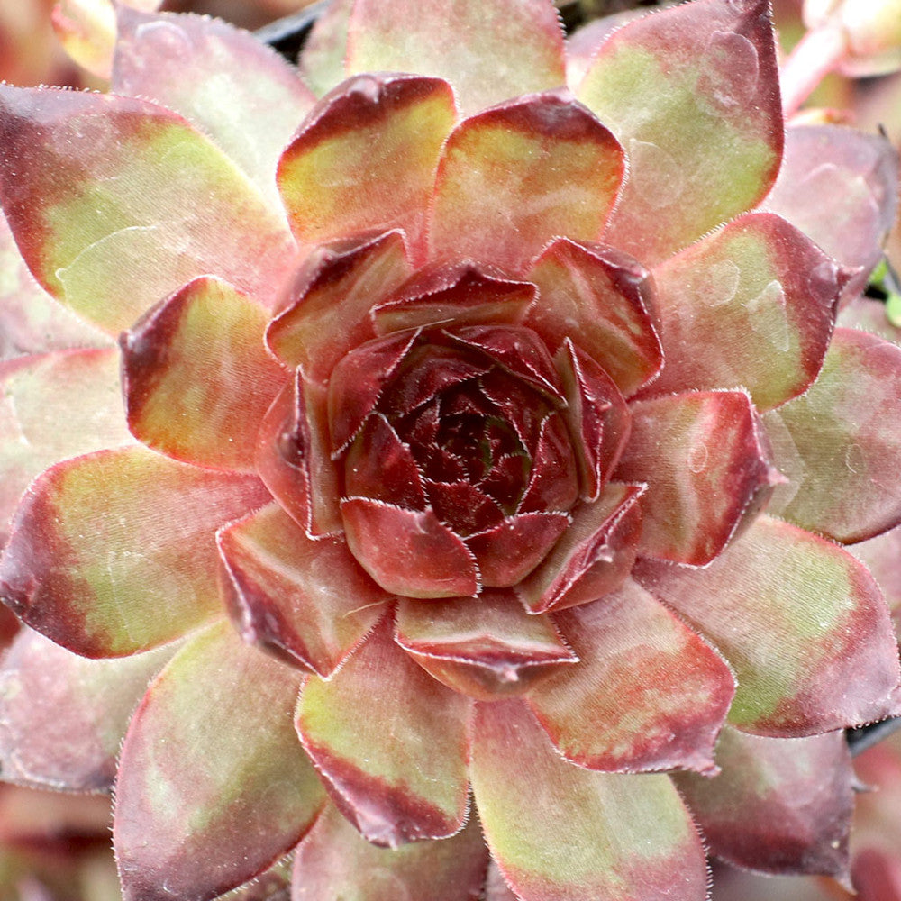 Sempervivum 'Maria Laach'