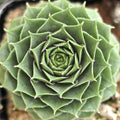Sempervivum 'Moss Rose'