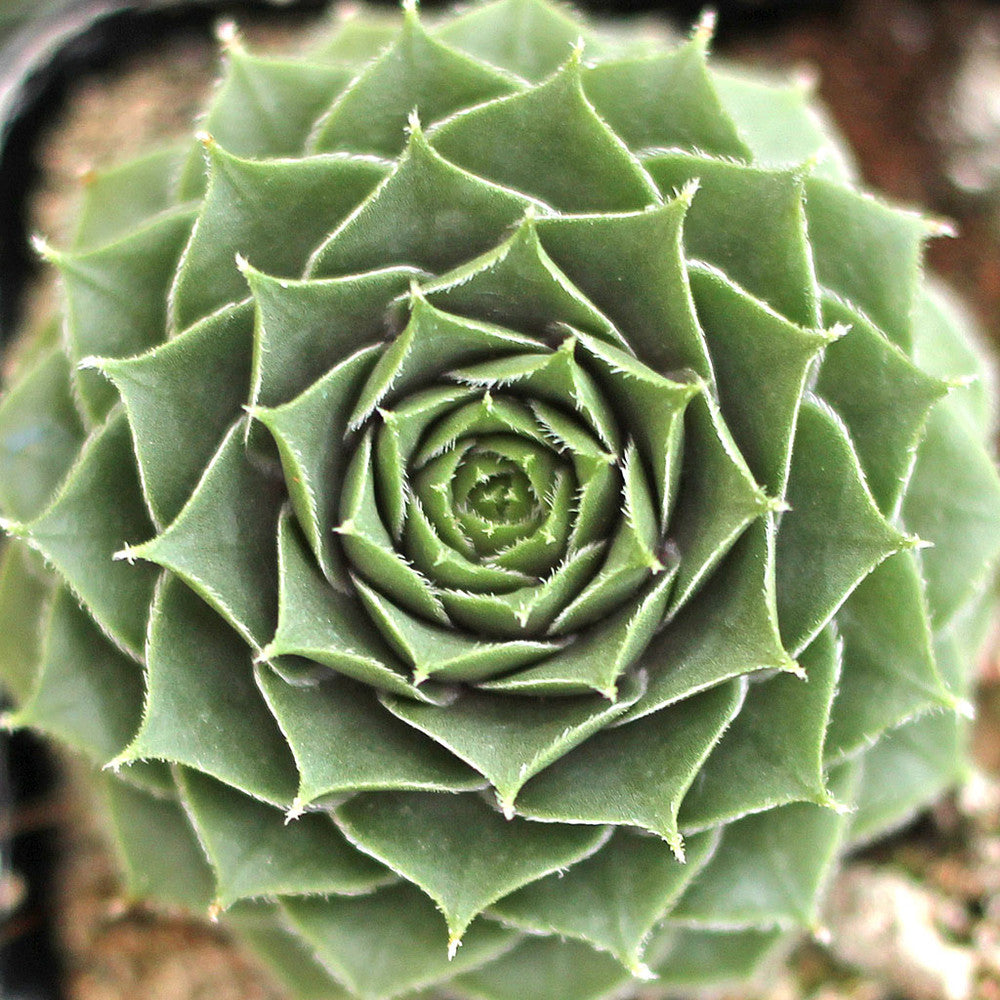 Sempervivum 'Moss Rose'