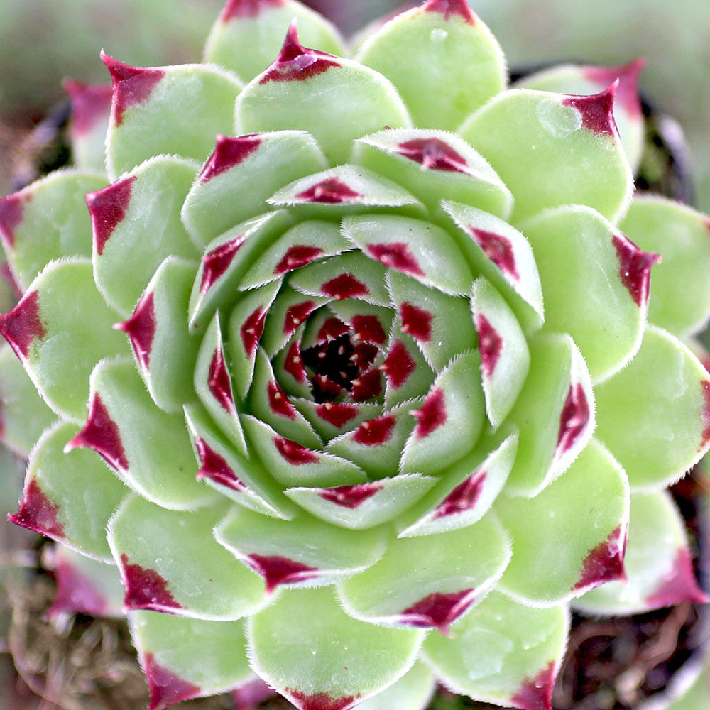 Sempervivum calcareum 'Mrs. Giuseppi'