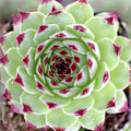Sempervivum calcareum 'Mrs. Giuseppi'