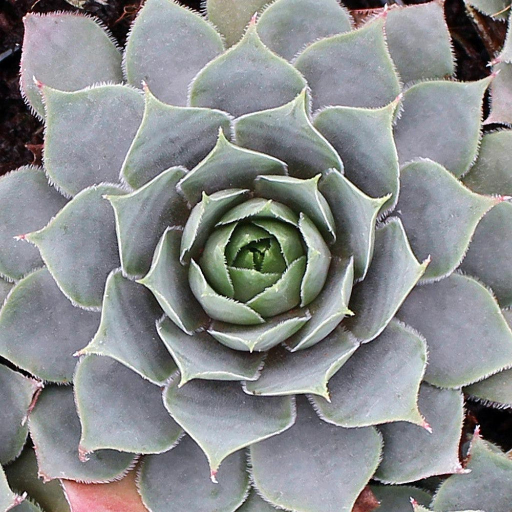 Sempervivum 'Pacific Blue Ice'