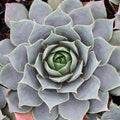 Sempervivum 'Pacific Blue Ice'
