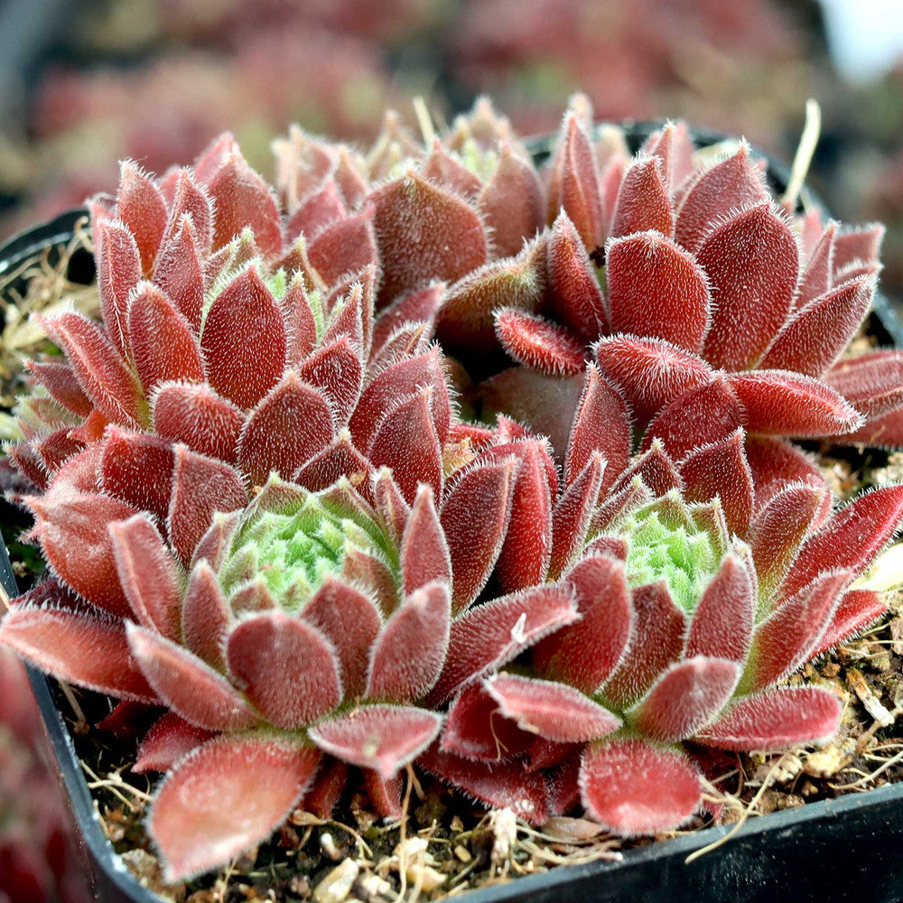 Sempervivum 'Pacific Trails'