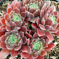 Sempervivum 'Pacific Trails'