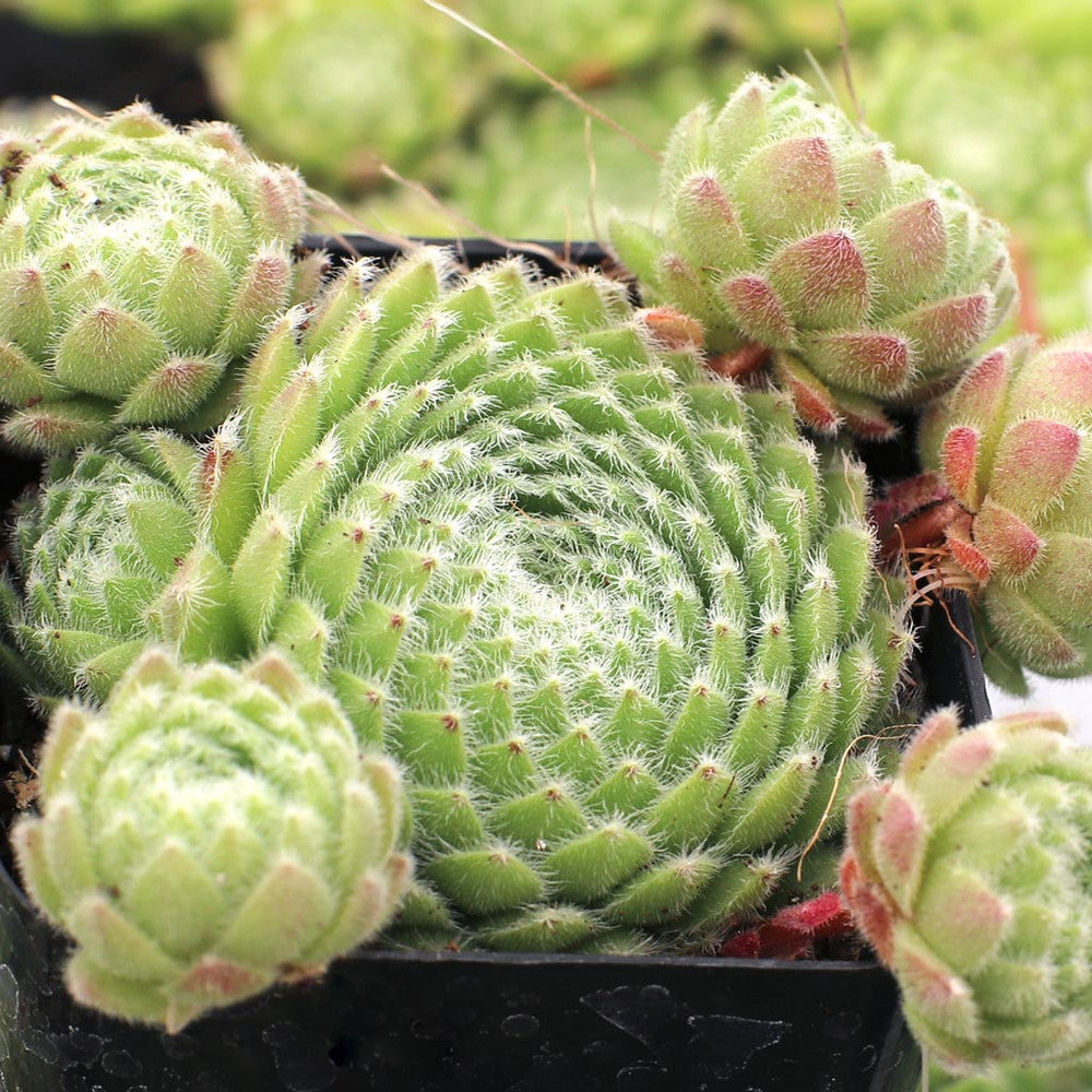 Sempervivum 'Poco Loco'