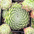 Sempervivum 'Poco Loco'