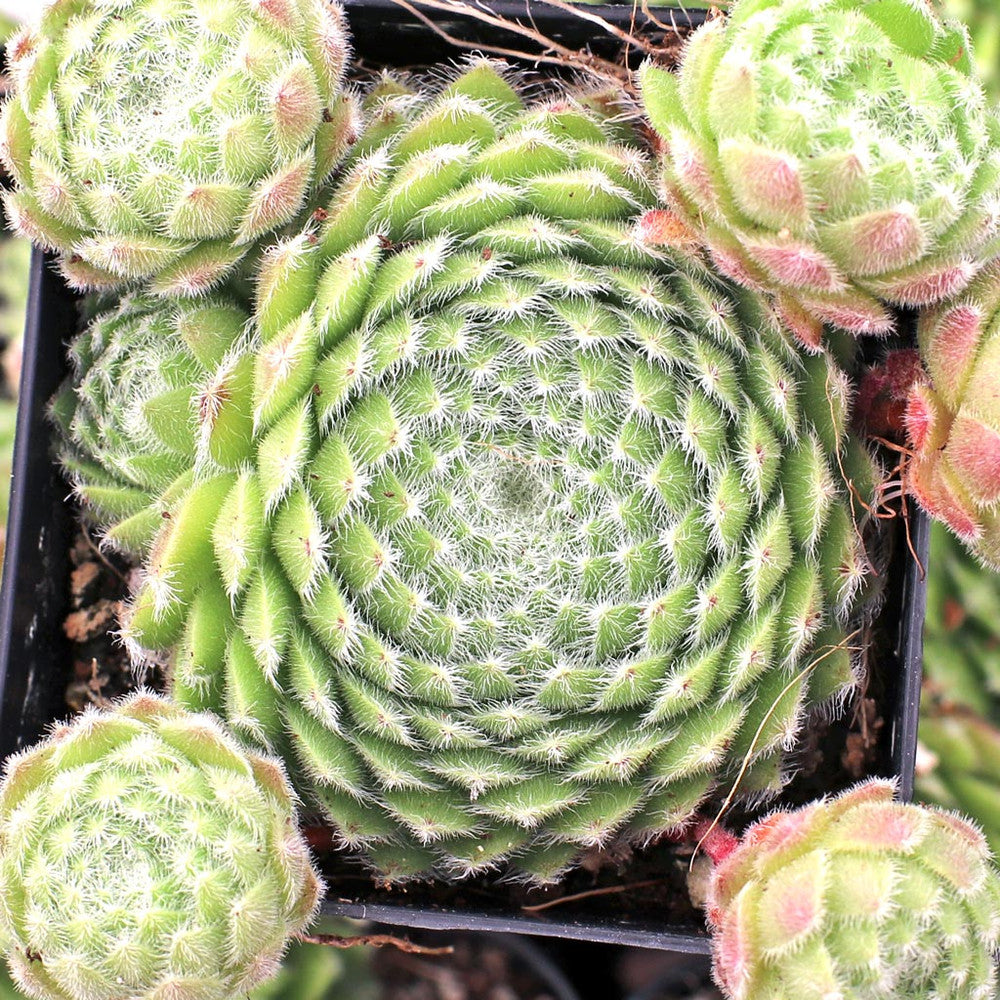 Sempervivum 'Poco Loco'