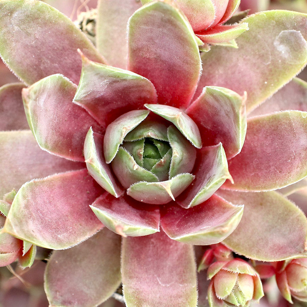 Sempervivum 'Purple Passion'