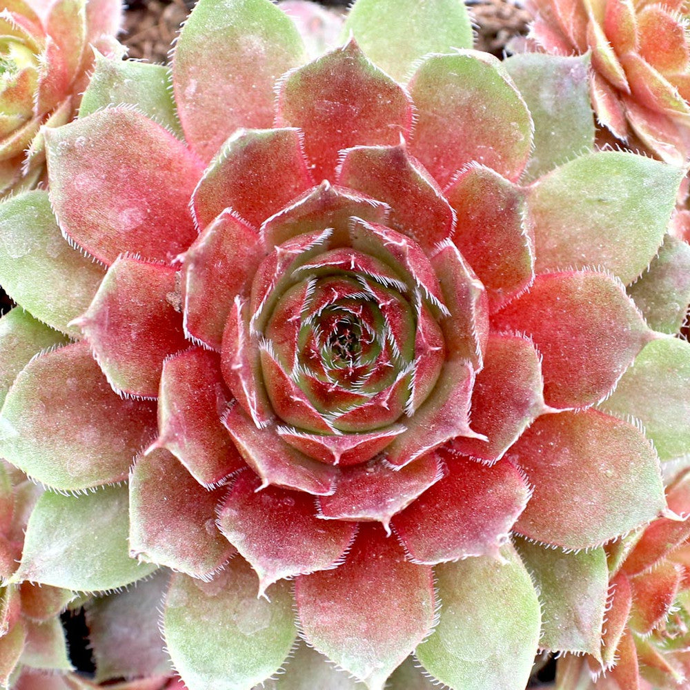 Sempervivum 'Red Rubin'