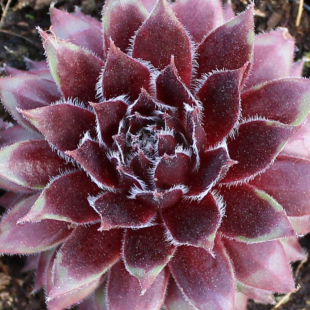Sempervivum 'Red Wings'