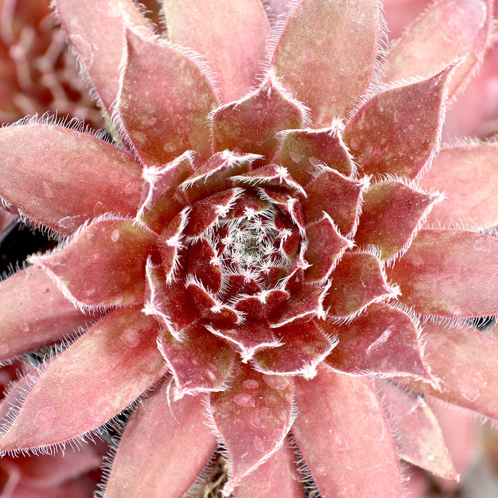 Sempervivum 'Red Wings'