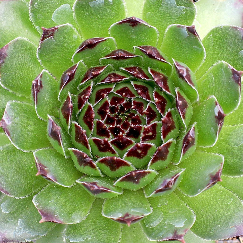Sempervivum 'Reinhardt'