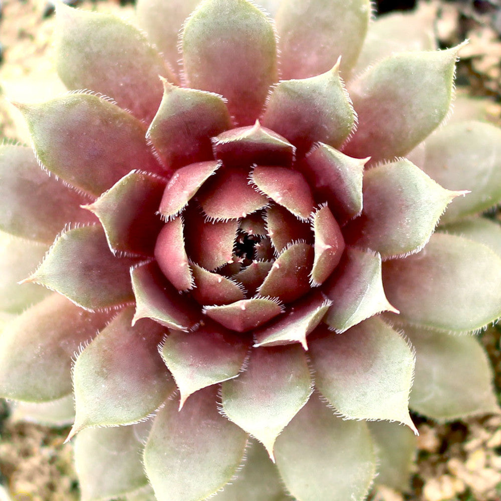 Sempervivum 'Royal Ruby'