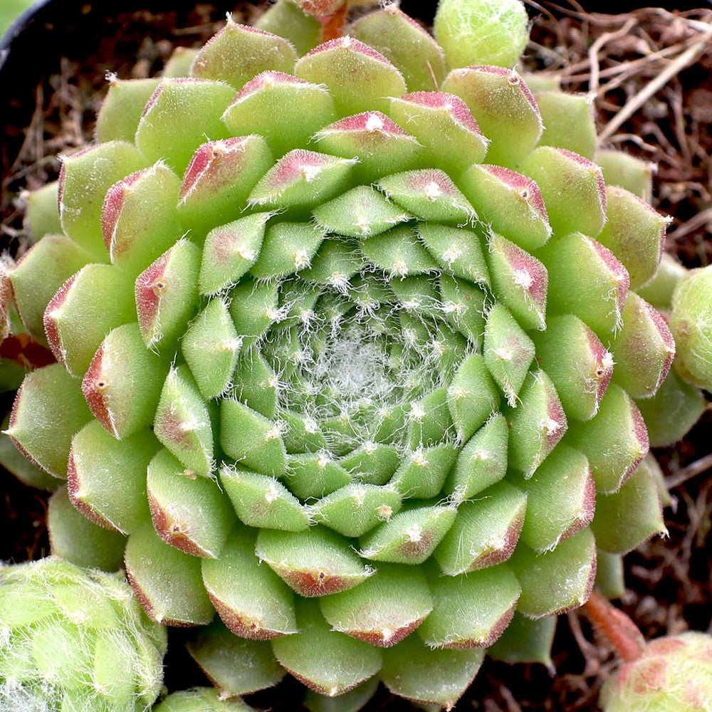 Sempervivum 'Spring Beauty'
