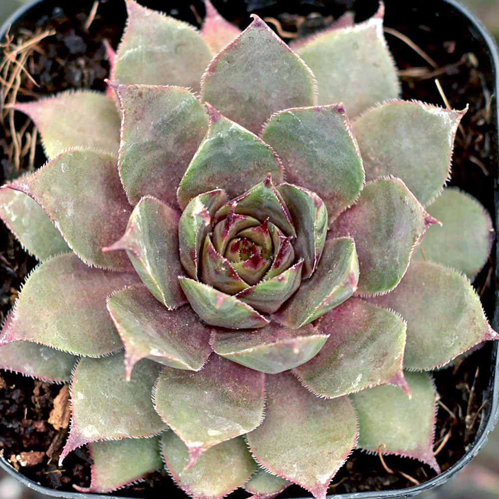 Sempervivum 'Twilight Blues'