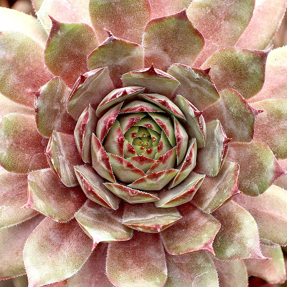 Sempervivum 'Twilight Blues'
