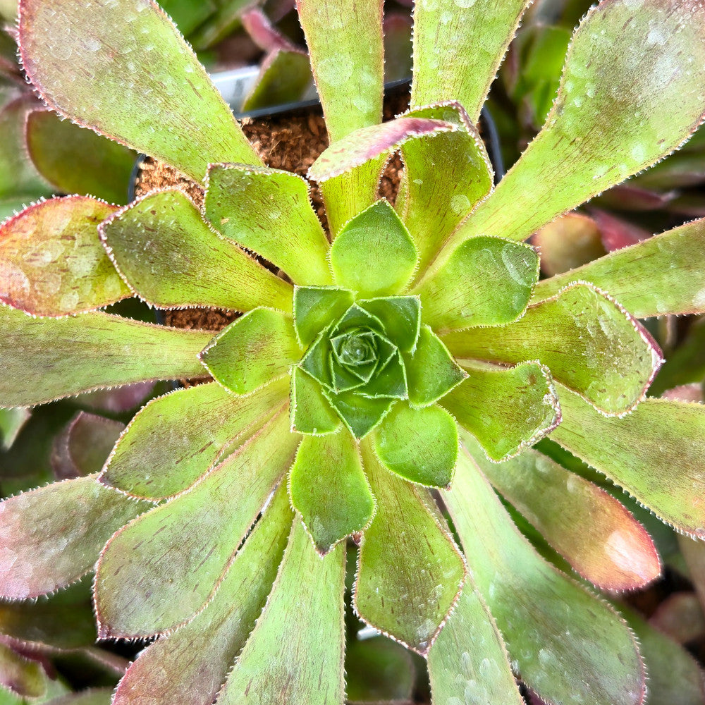 Semponium 'Sienna'