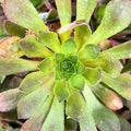 Semponium 'Sienna'