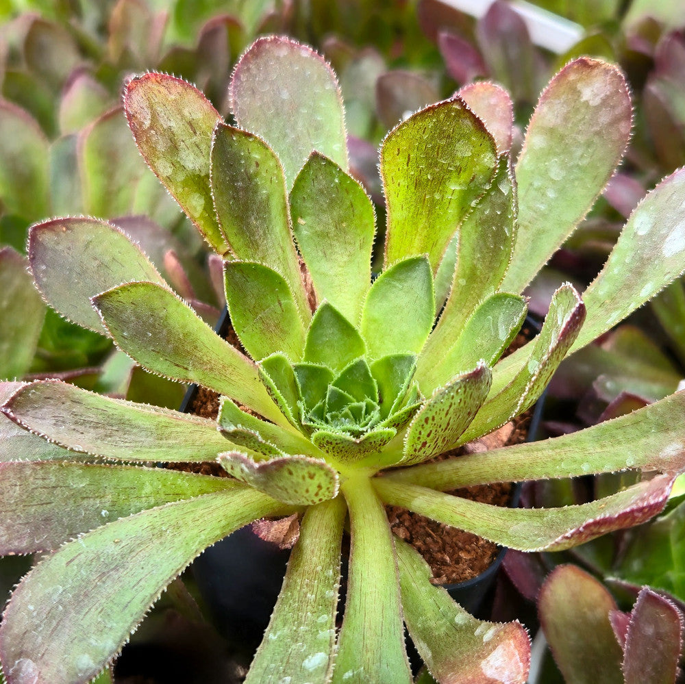 Semponium 'Sienna'