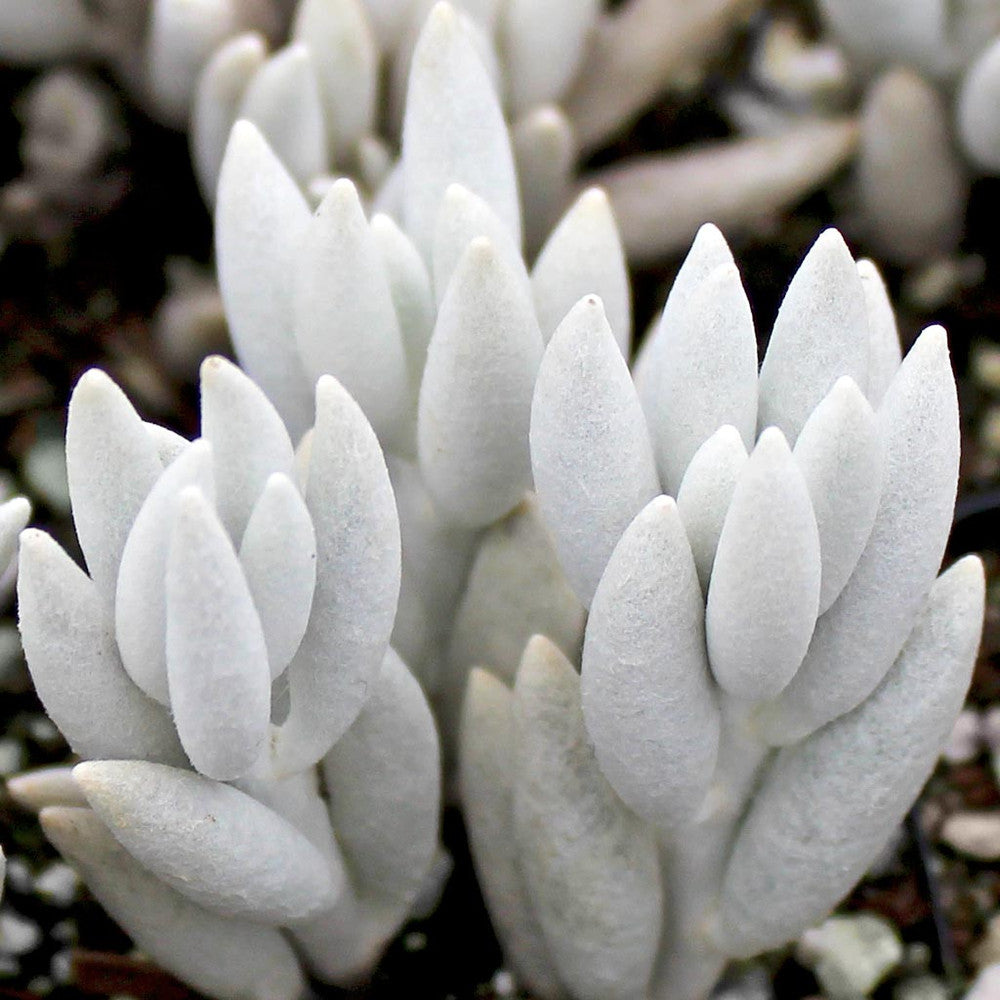 Senecio haworthii - Woolly Senecio