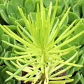 Senecio barbertonicus