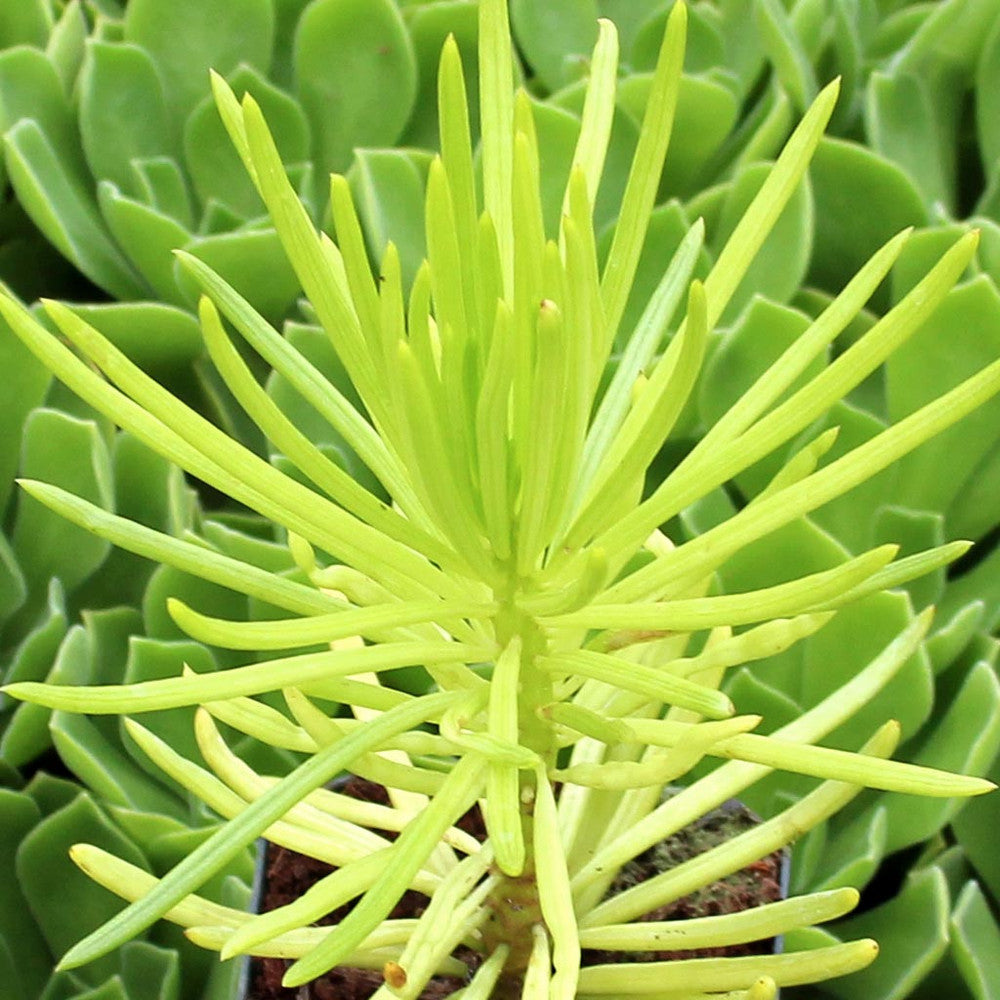 Senecio barbertonicus