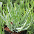 Senecio vitalis 'Serpents' - Blue Chalk Fingers