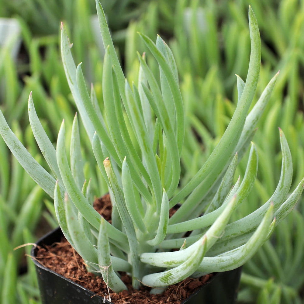 Senecio vitalis 'Serpents' - Blue Chalk Fingers