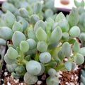 Senecio citriformis - String of Lemons