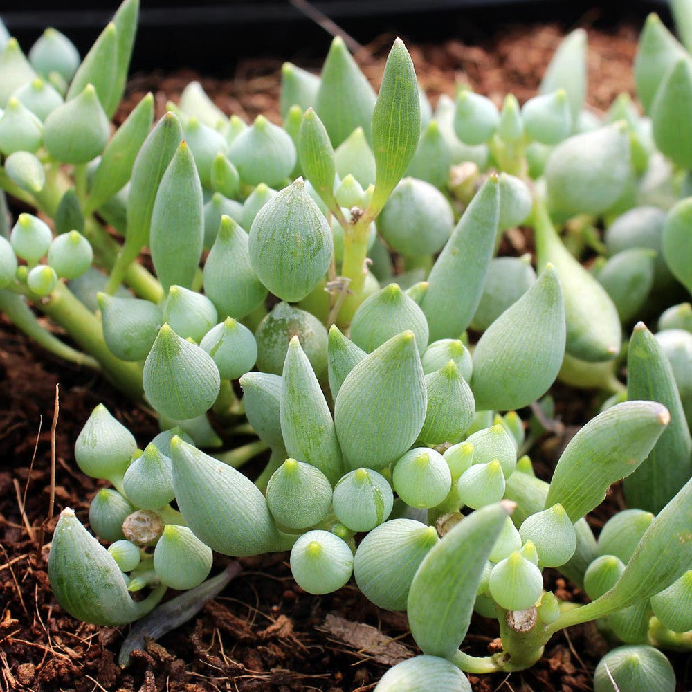 Senecio citriformis - String of Lemons