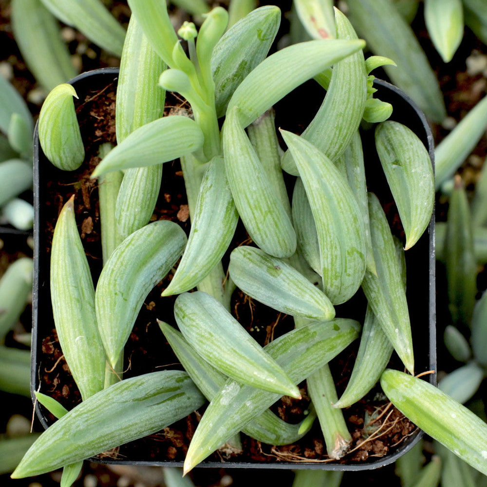 Senecio radicans 'Glauca' - Blue Pickle Vine